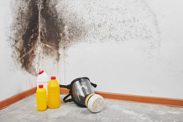 Crawl Space Mold Removal in Elk Rapids, MI