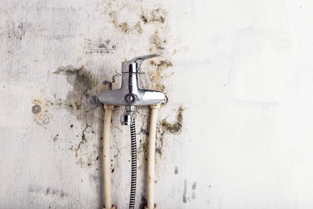 Best Affordable Mold Removal  in Elk Rapids, MI