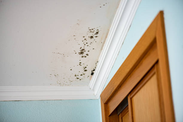 Best Mold Damage Repair  in Elk Rapids, MI