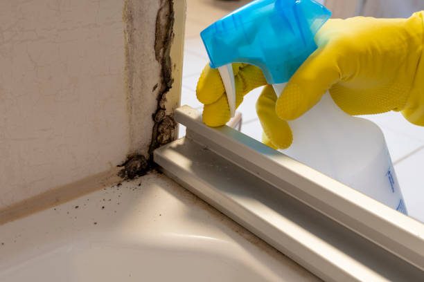 Best Crawl Space Mold Removal  in Elk Rapids, MI