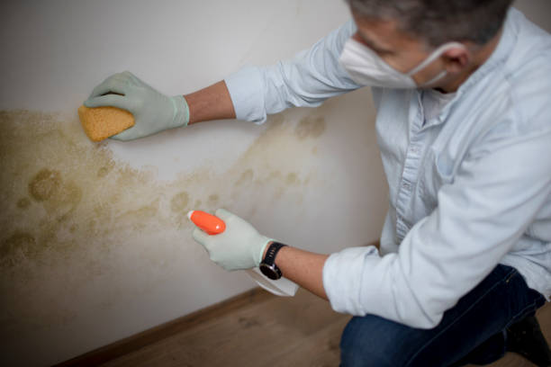 Best Mold Testing  in Elk Rapids, MI