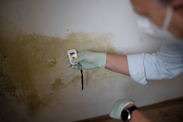 Best Crawl Space Mold Removal  in Elk Rapids, MI