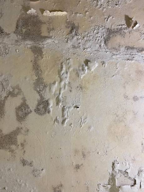 Best Local Mold Removal Service  in Elk Rapids, MI