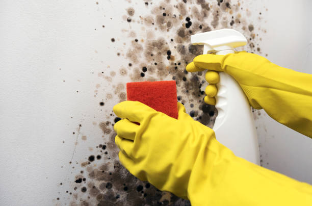 Best Commercial Mold Removal  in Elk Rapids, MI